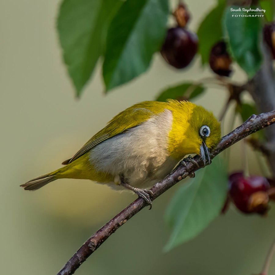Indian White Eye