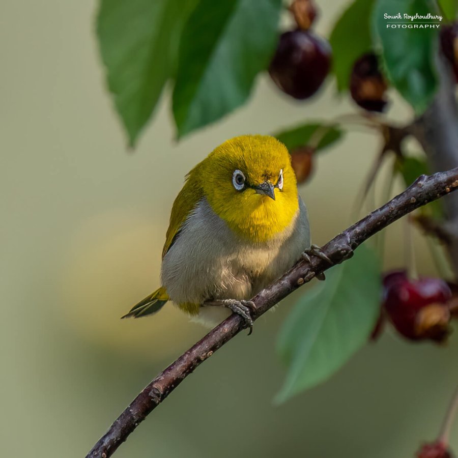 Indian White Eye