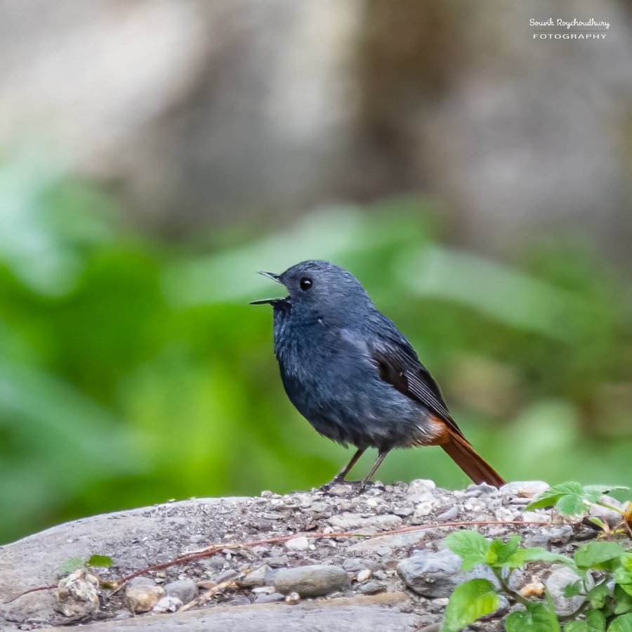 Plumbeous Redstart