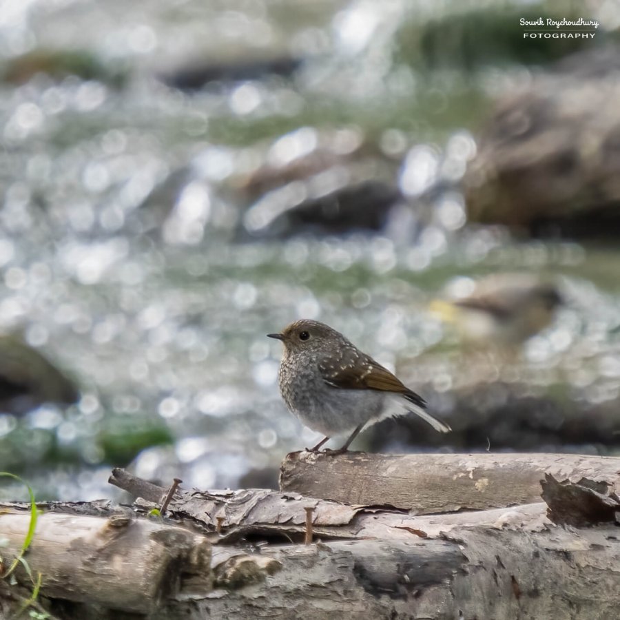 Plumbeous Redstart