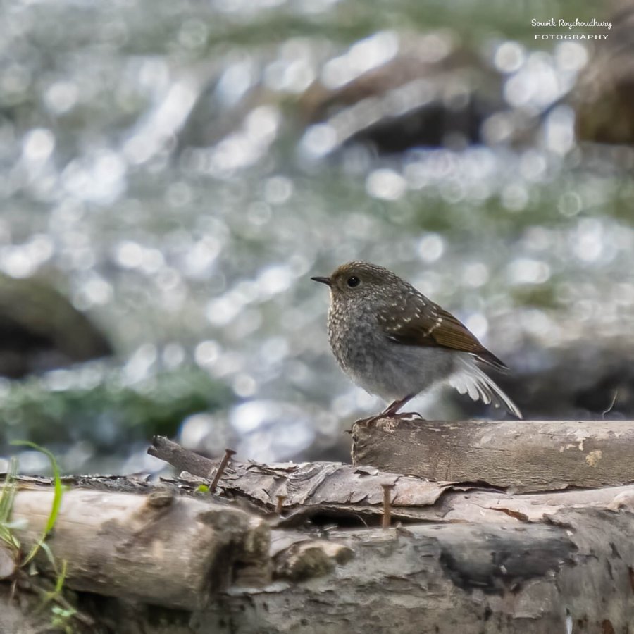 Plumbeous Redstart