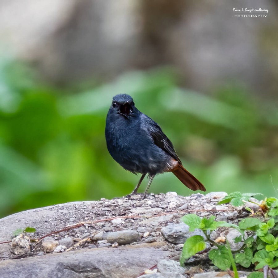 Plumbeous Redstart