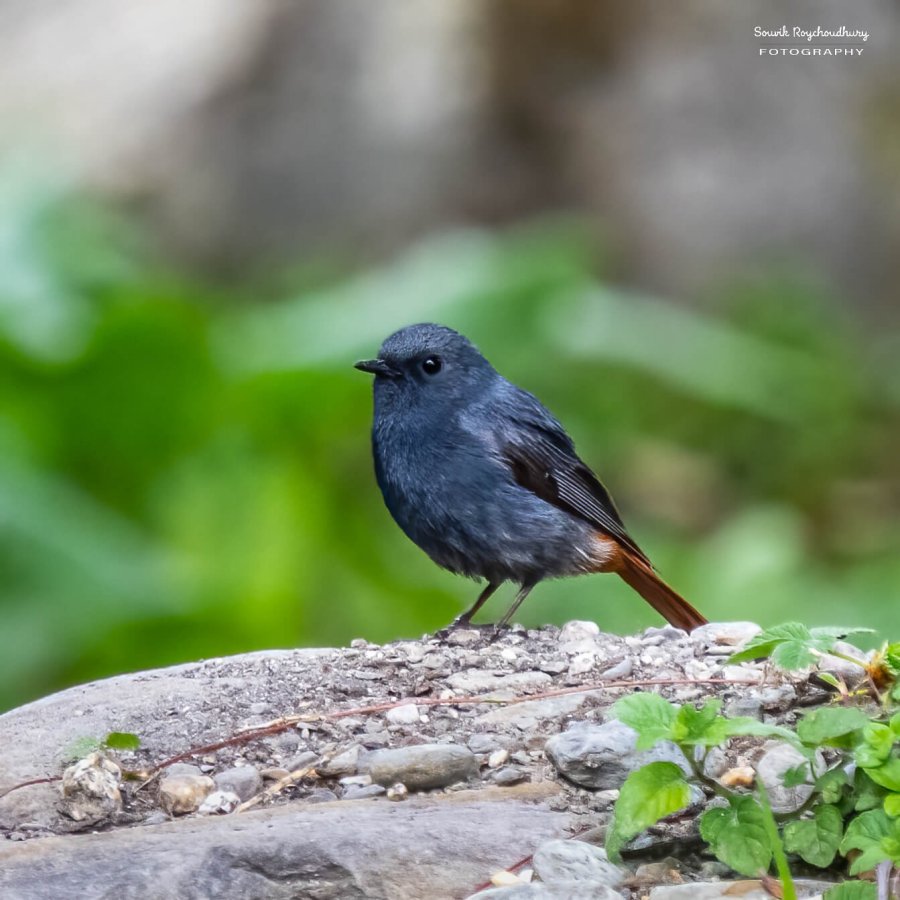 Plumbeous Redstart