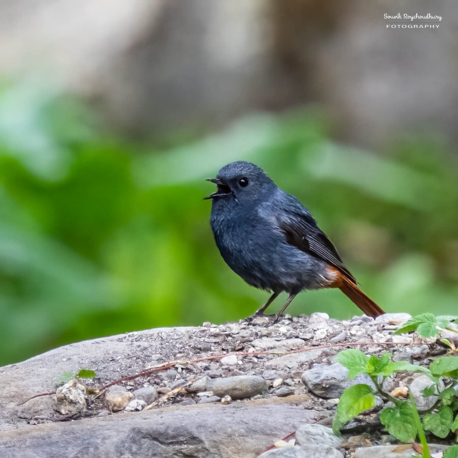 Plumbeous Redstart