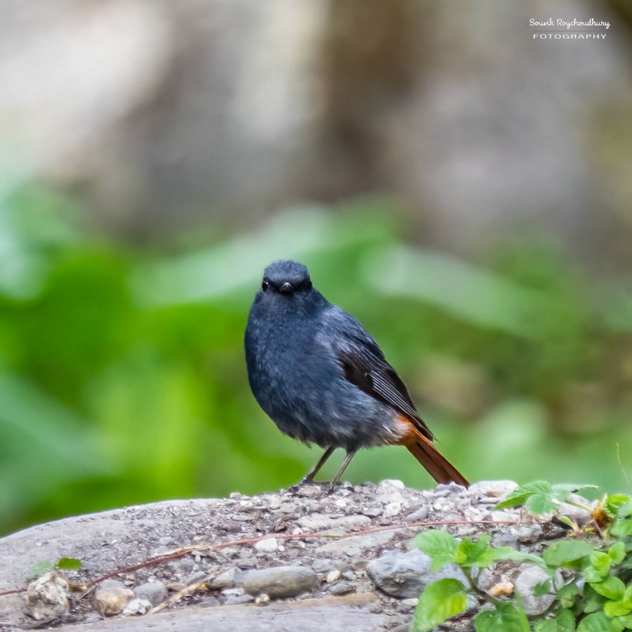 Plumbeous Redstart