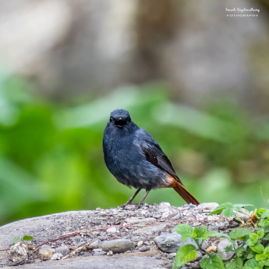 Plumbeous Redstart