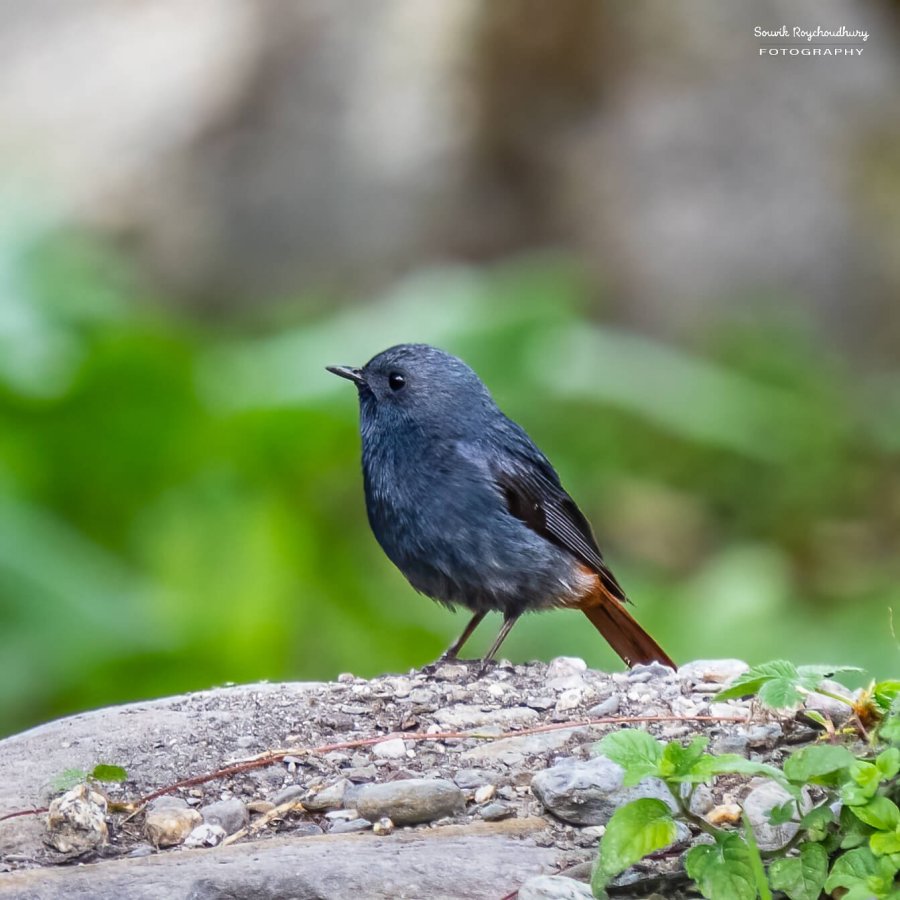 Plumbeous Redstart