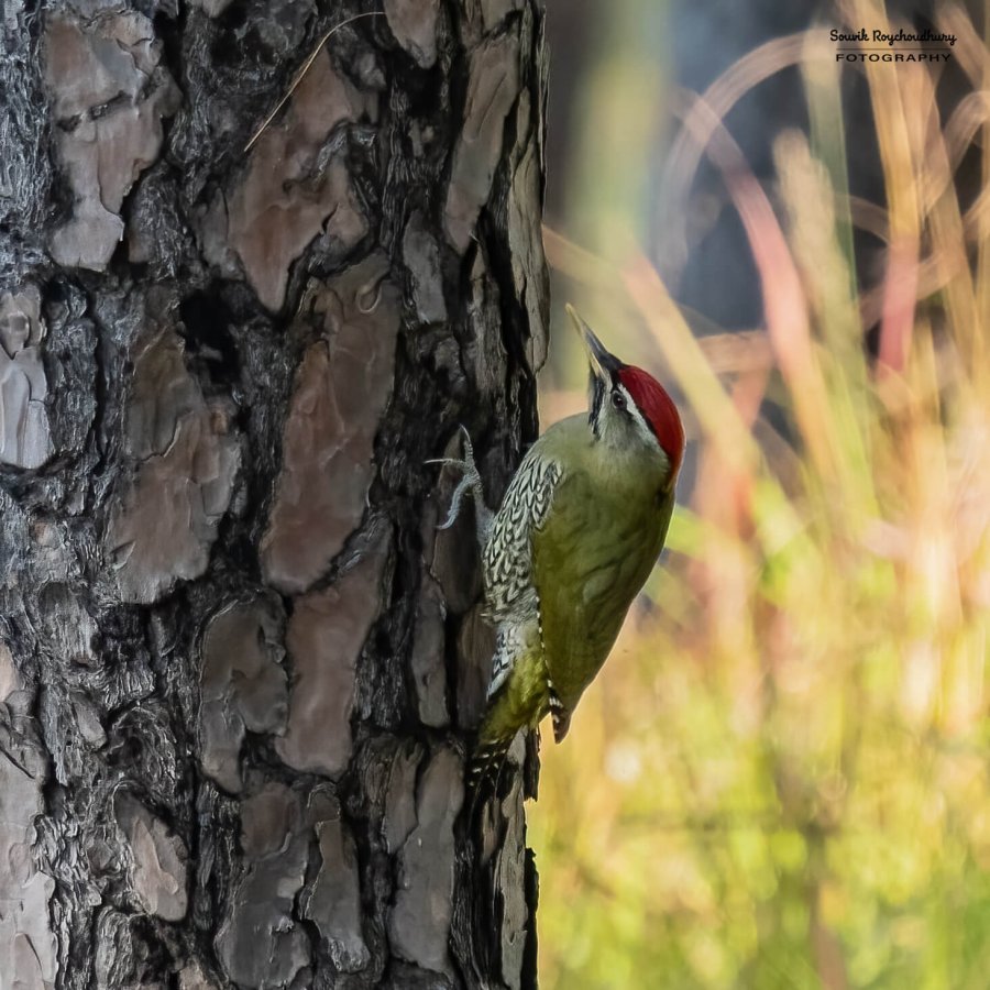 20221117 - Manila Birds - 2196-E