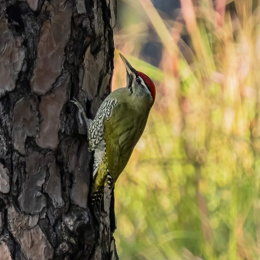 20221117 - Manila Birds - 2209-E 16x9