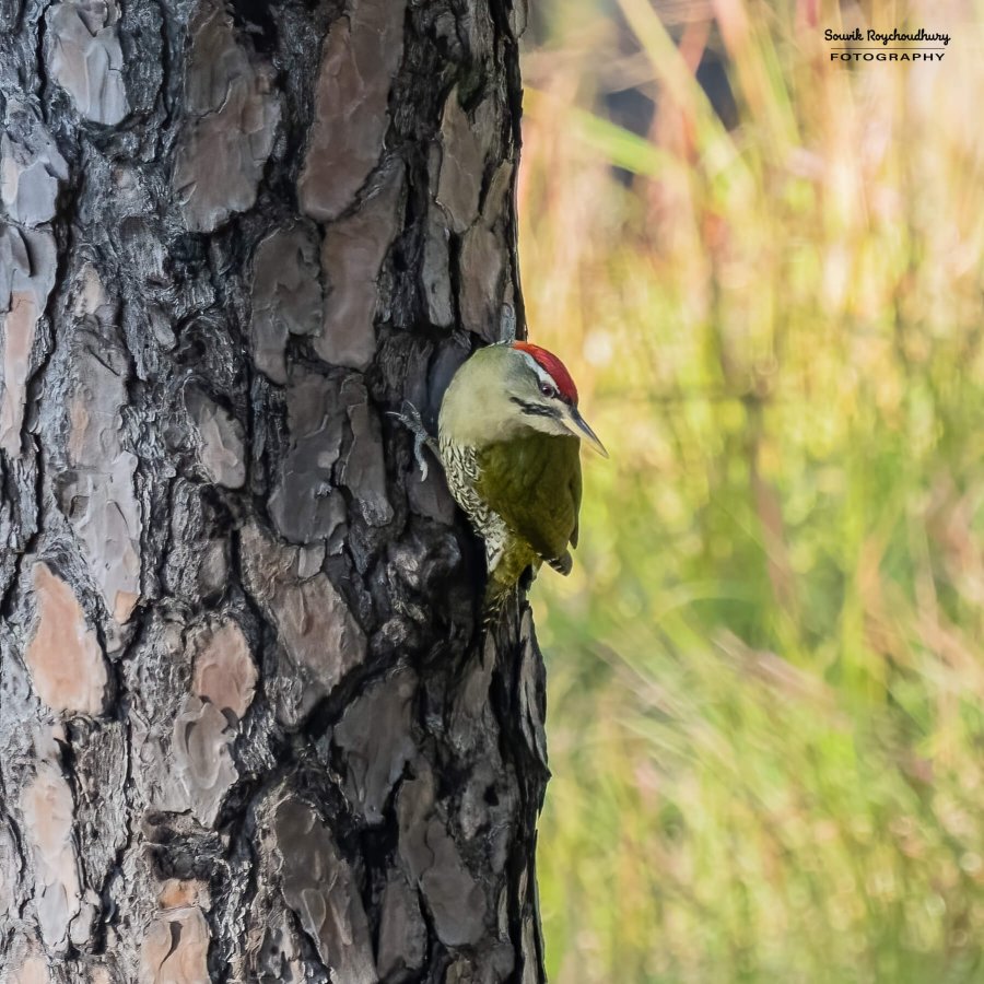 20221117 - Manila Birds - 2240-E