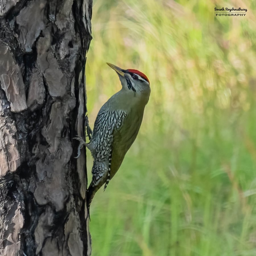 20221117 - Manila Birds - 2308-E