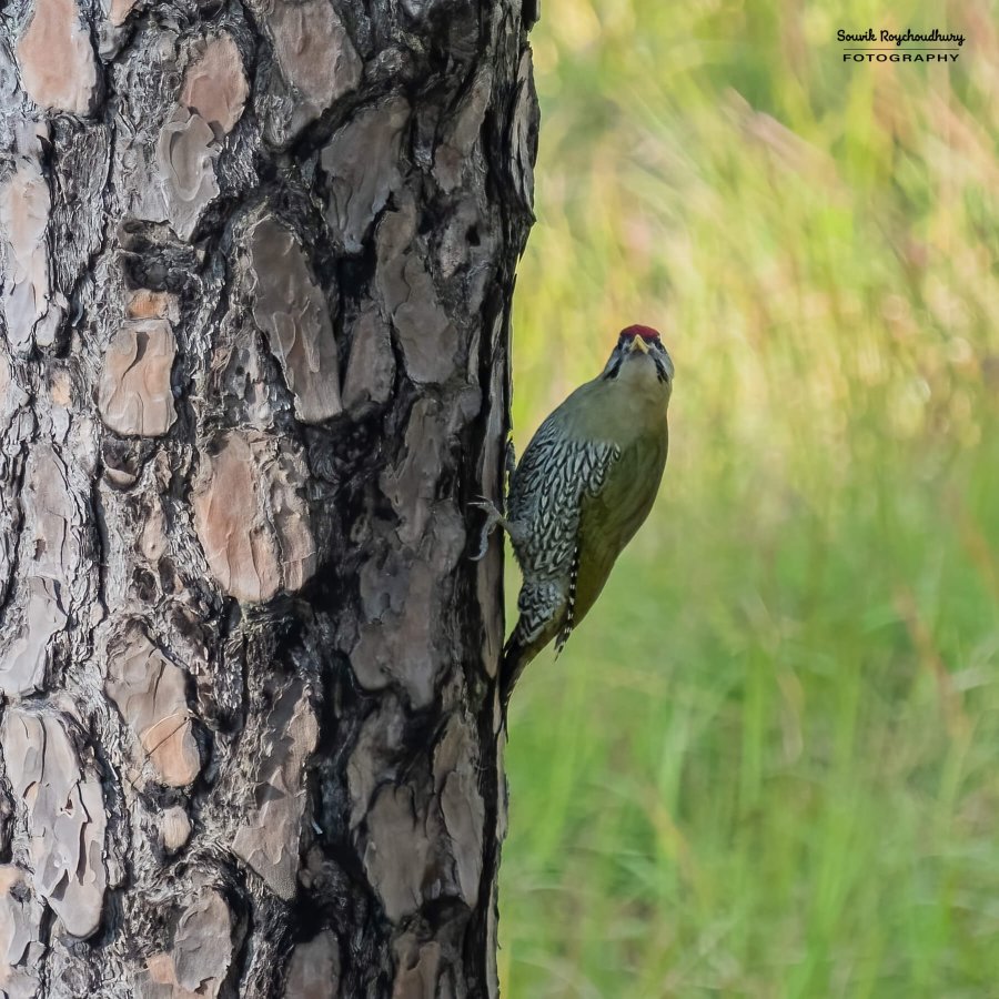 20221117 - Manila Birds - 2371-E