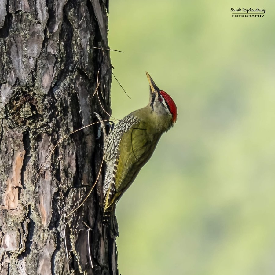 20221117 - Manila Birds - 2381-E