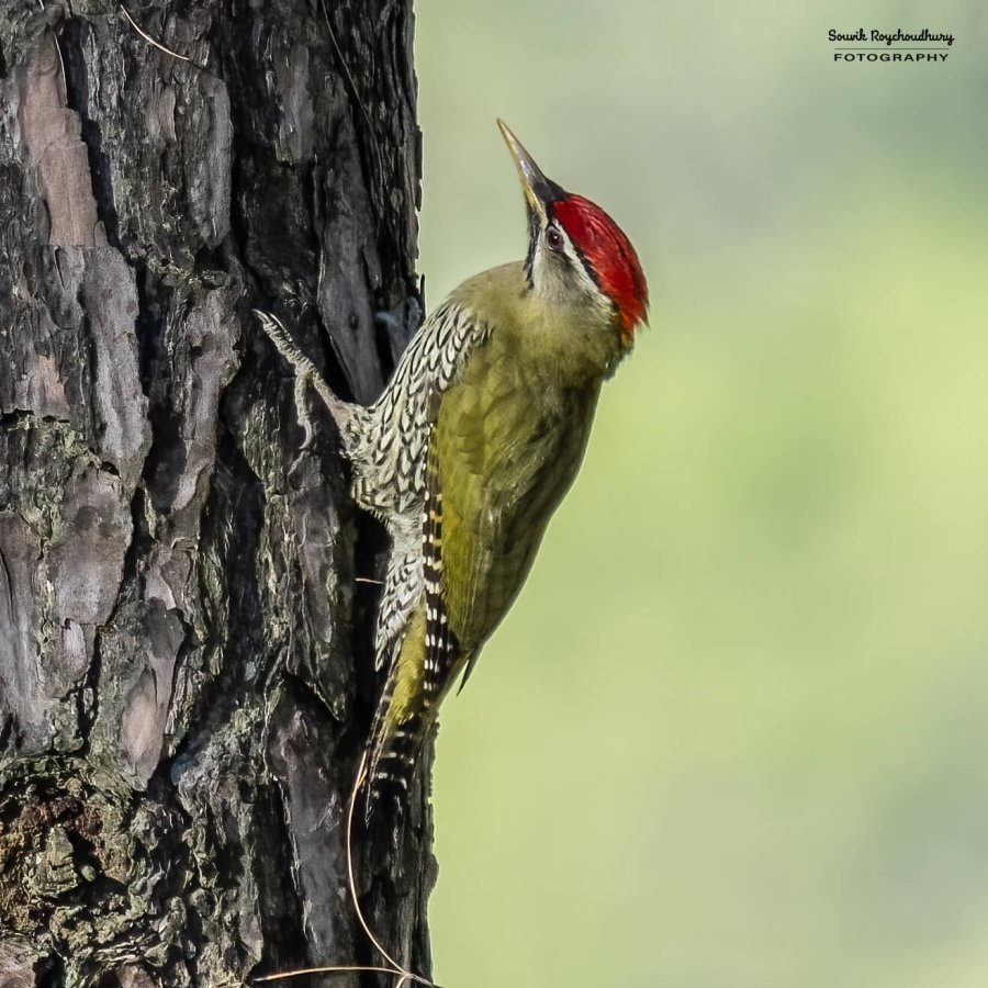 20221117 - Manila Birds - 2382-E