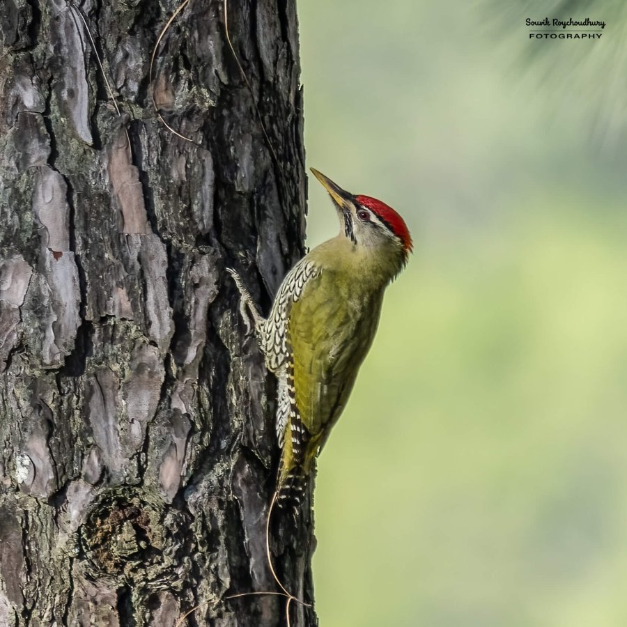 20221117 - Manila Birds - 2384-E