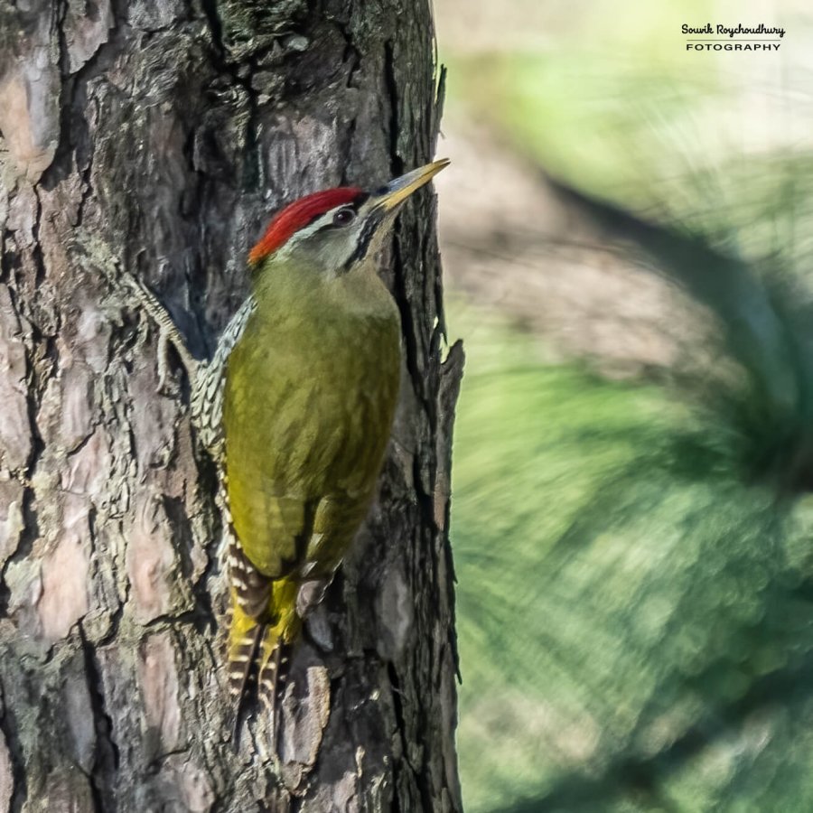 20221117 - Manila Birds - 2386-E