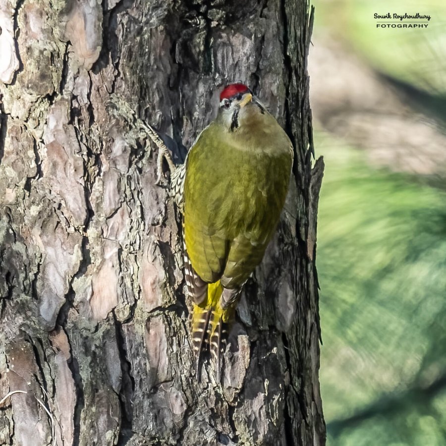 20221117 - Manila Birds - 2387-E