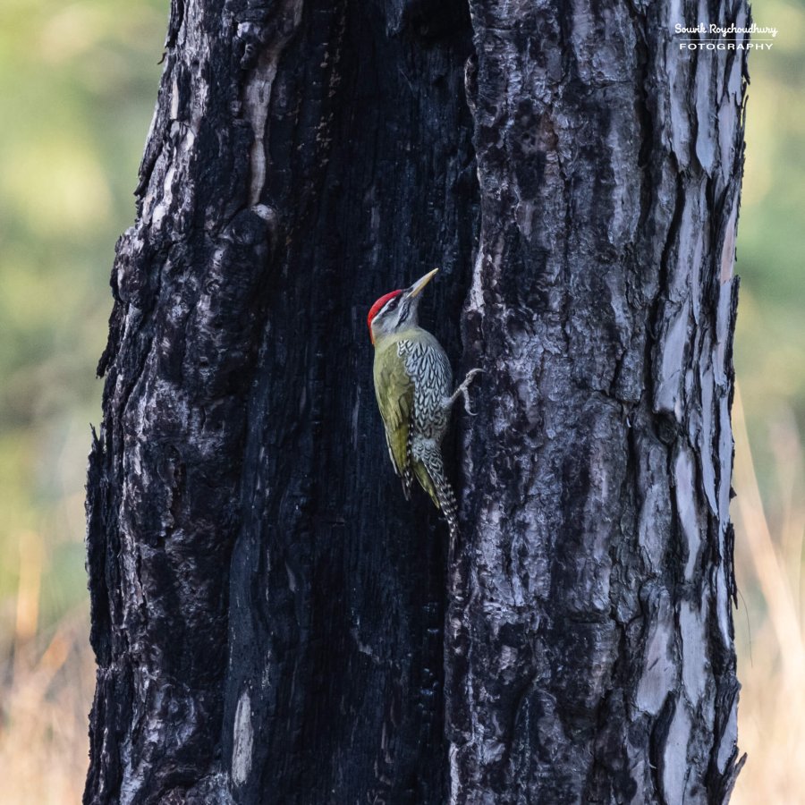20221117 - Manila Birds - 698-E