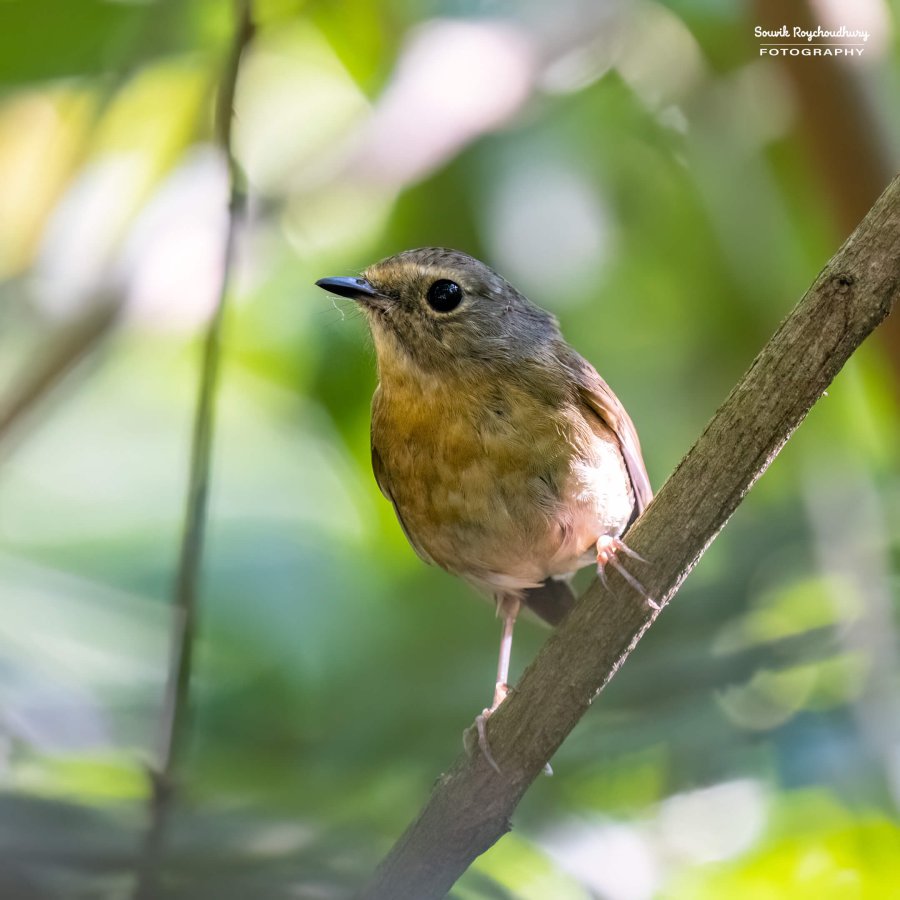20221119 - Kaladhungi Birds I - 1020-E