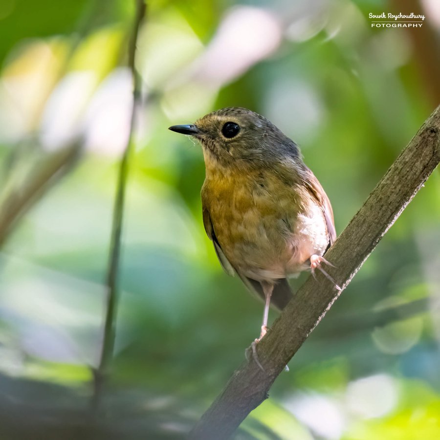 20221119 - Kaladhungi Birds I - 1065-E
