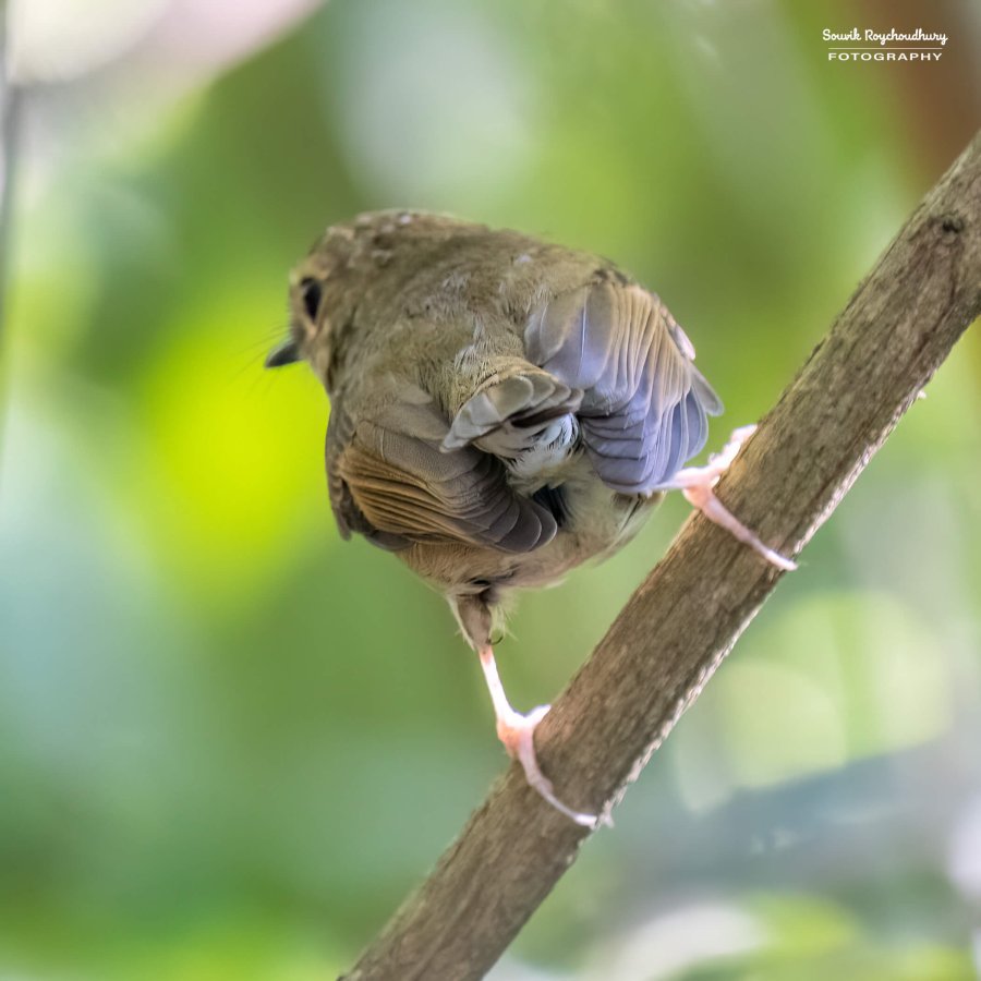 20221119 - Kaladhungi Birds I - 1087-E