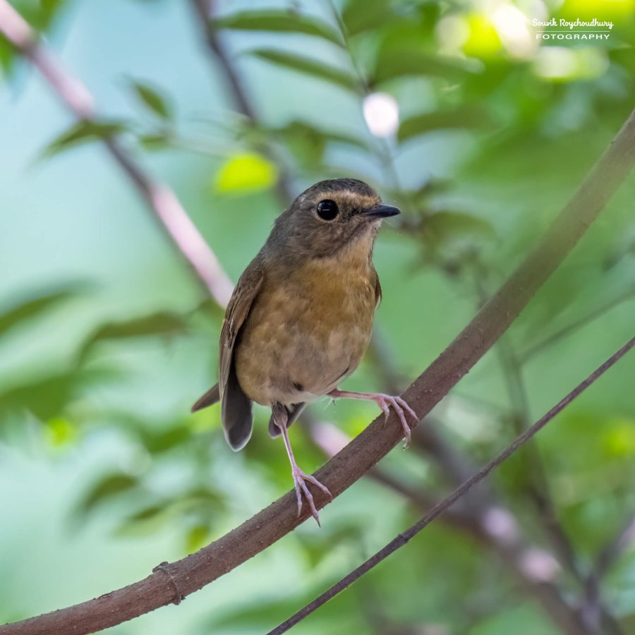 20221119 - Kaladhungi Birds I - 1151-E