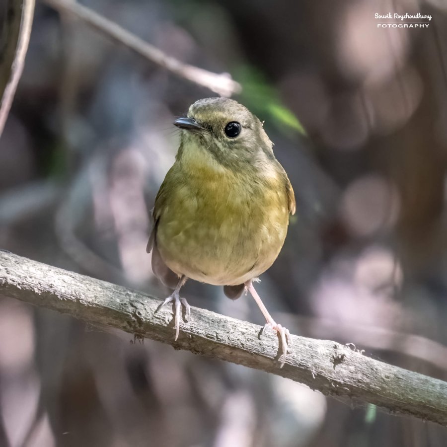 20221119 - Kaladhungi Birds I - 1164-E