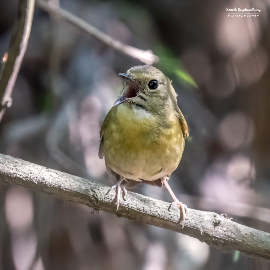 20221119 - Kaladhungi Birds I - 1173-E