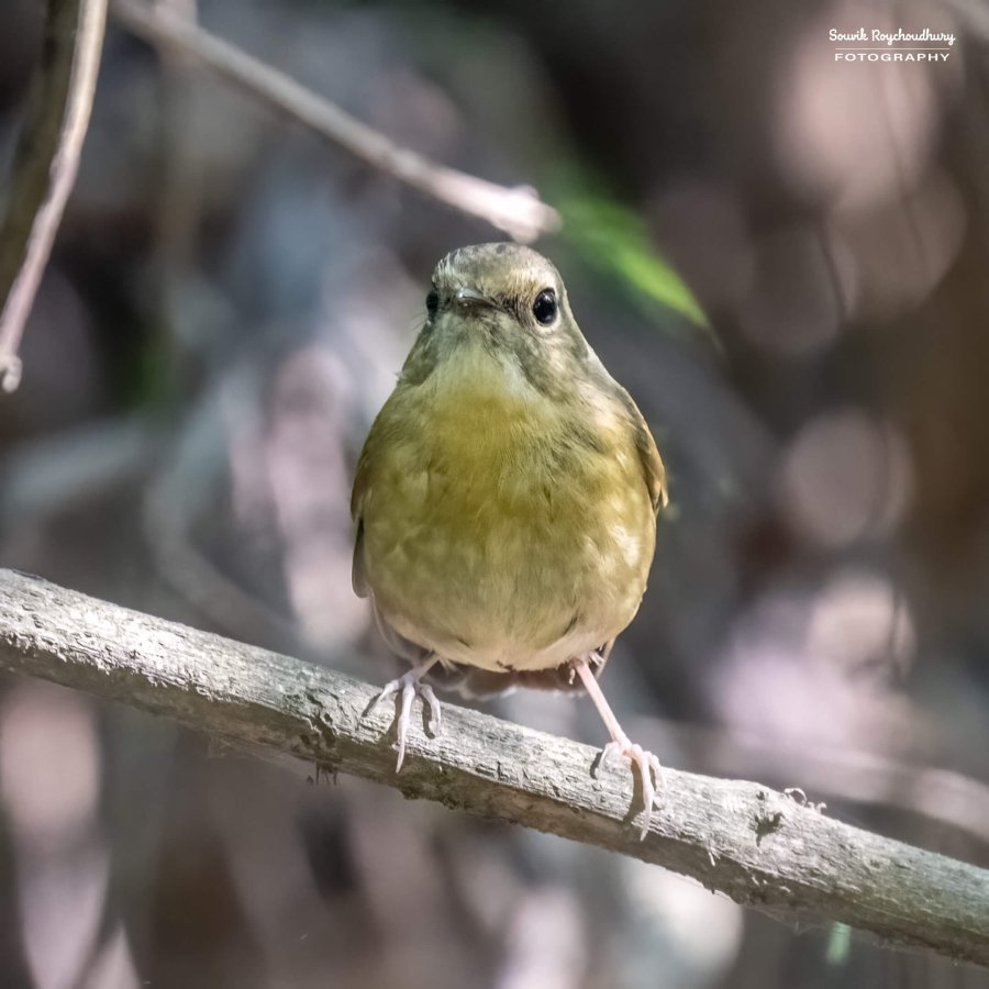 20221119 - Kaladhungi Birds I - 1198-E