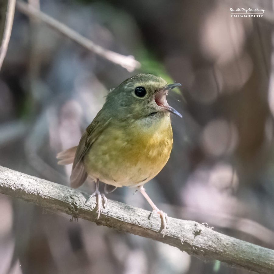 20221119 - Kaladhungi Birds I - 1211-E