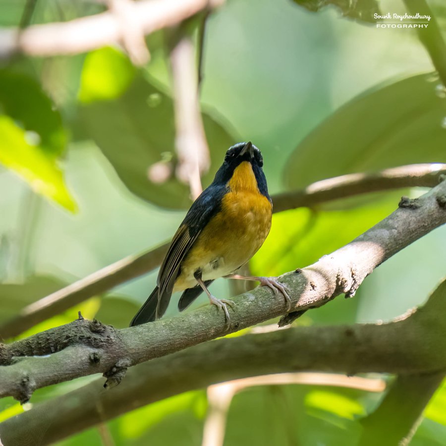 20221119 - Kaladhungi Birds I - 1232-E