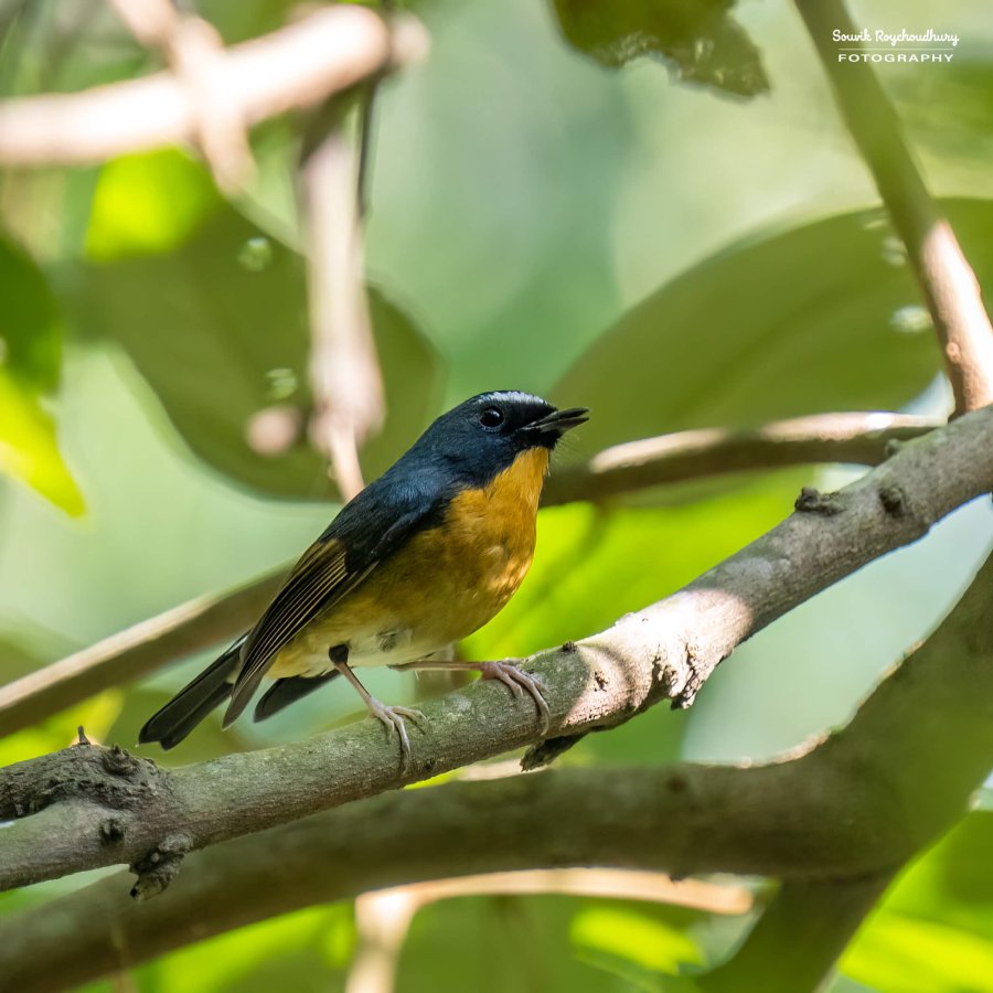 20221119 - Kaladhungi Birds I - 1255-E