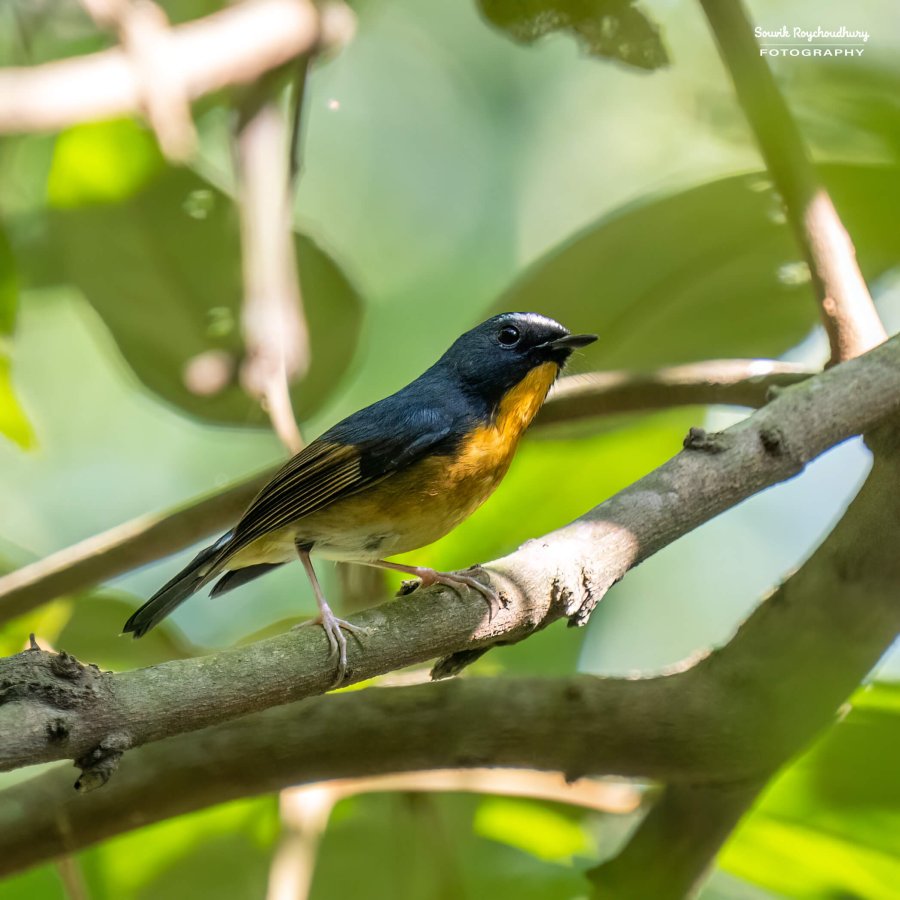 20221119 - Kaladhungi Birds I - 1330-E
