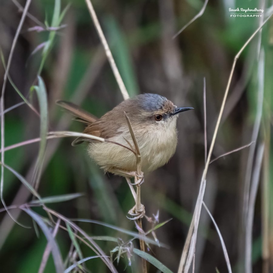 20221119 - Kaladhungi Birds I - 142-E