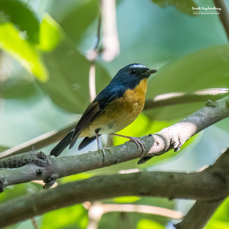 20221119 - Kaladhungi Birds I - 1422-E