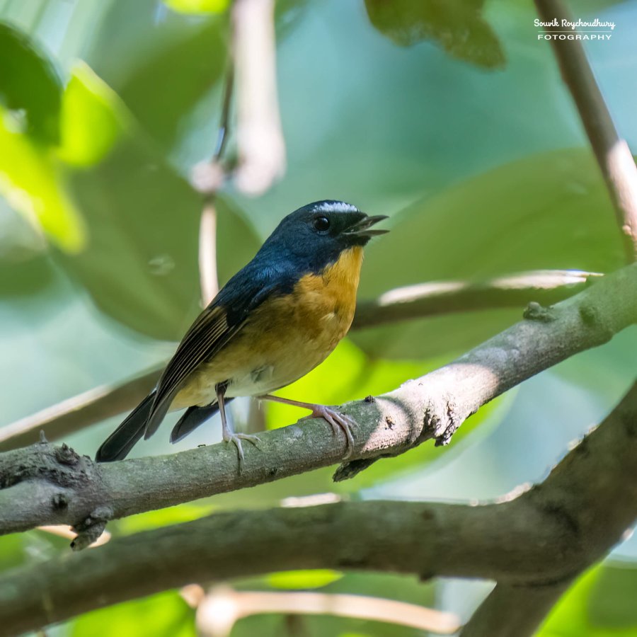 20221119 - Kaladhungi Birds I - 1434-E