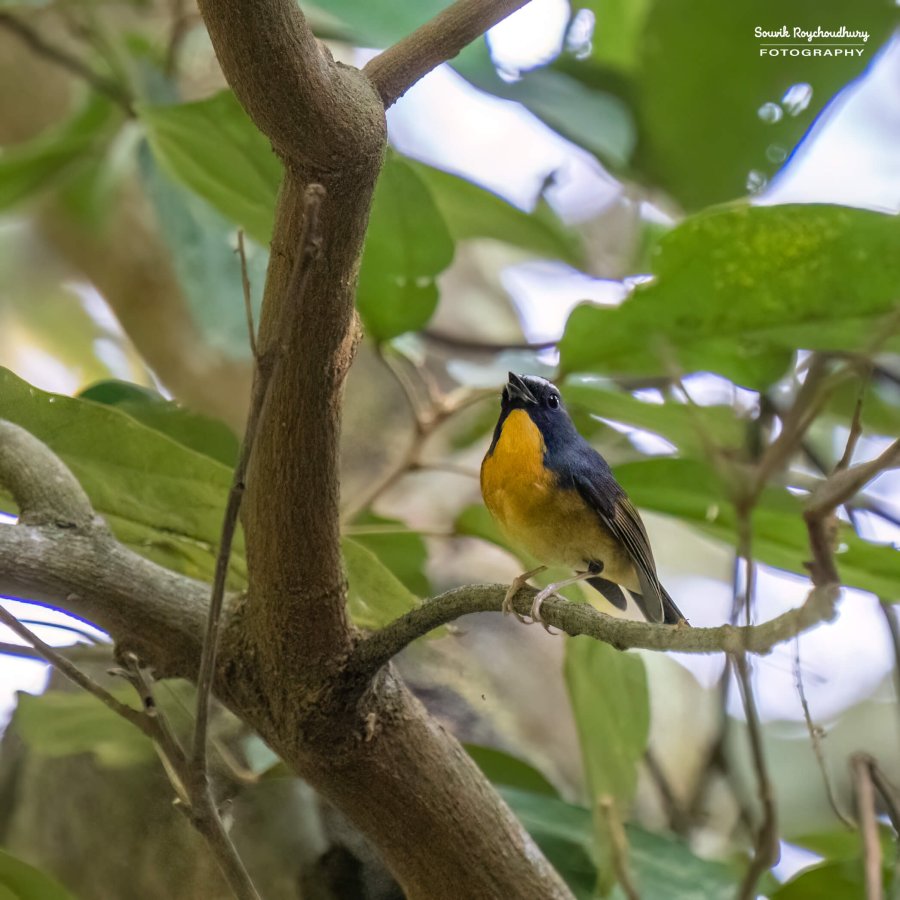 20221119 - Kaladhungi Birds I - 1518-E