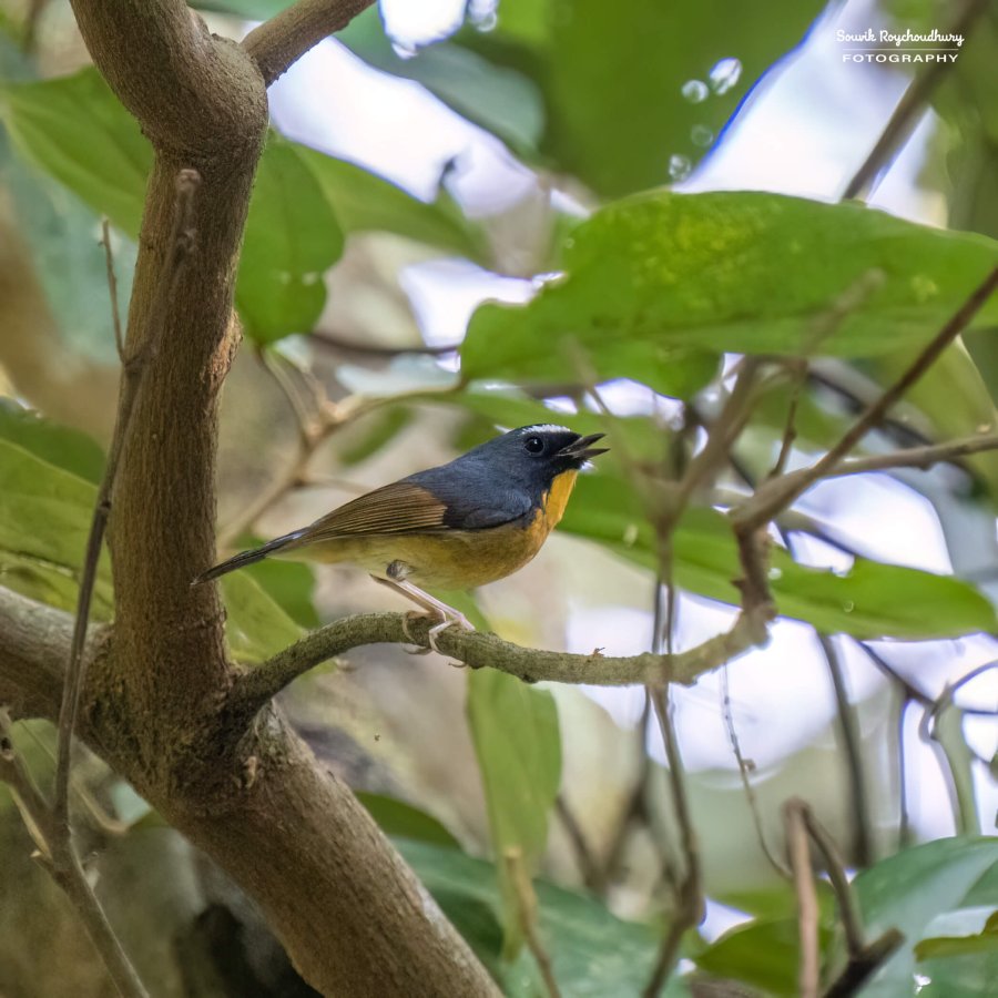 20221119 - Kaladhungi Birds I - 1559-E