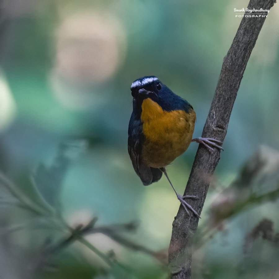 20221119 - Kaladhungi Birds I - 1589-E