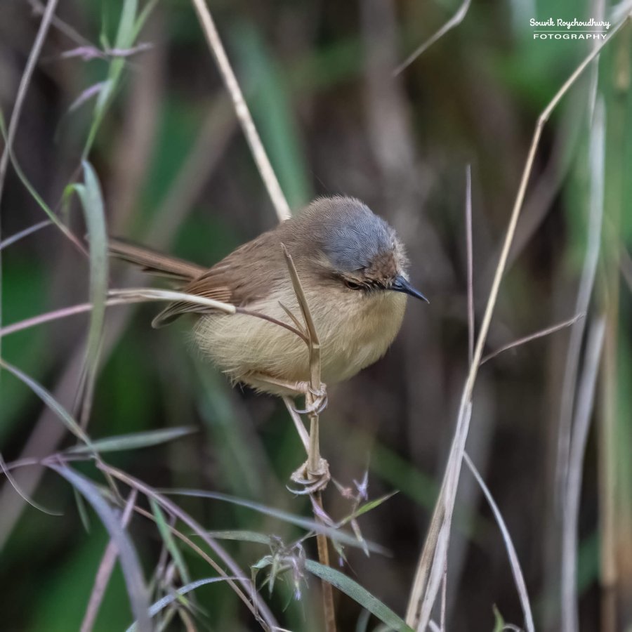 20221119 - Kaladhungi Birds I - 161-E
