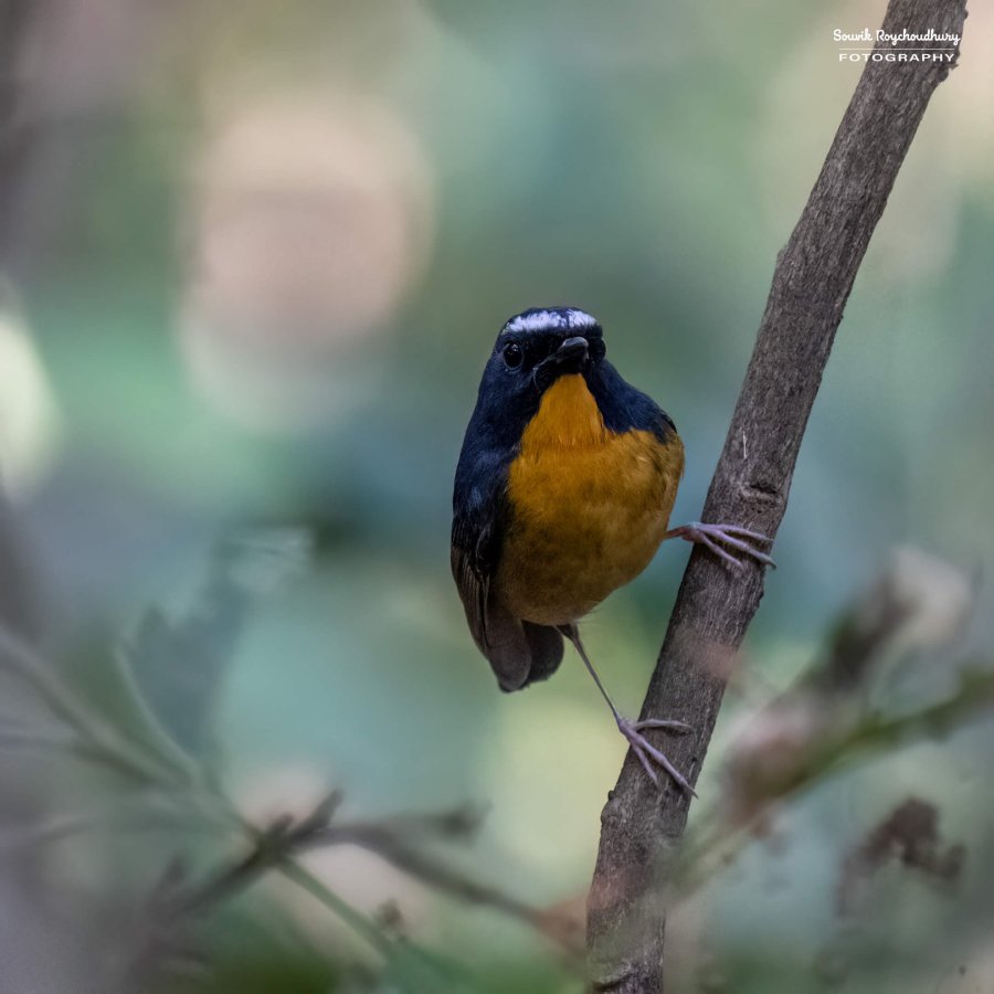 20221119 - Kaladhungi Birds I - 1618-E