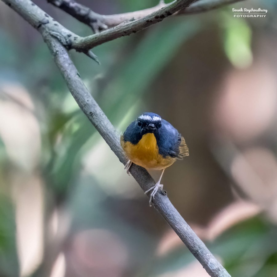 20221119 - Kaladhungi Birds I - 1745-E