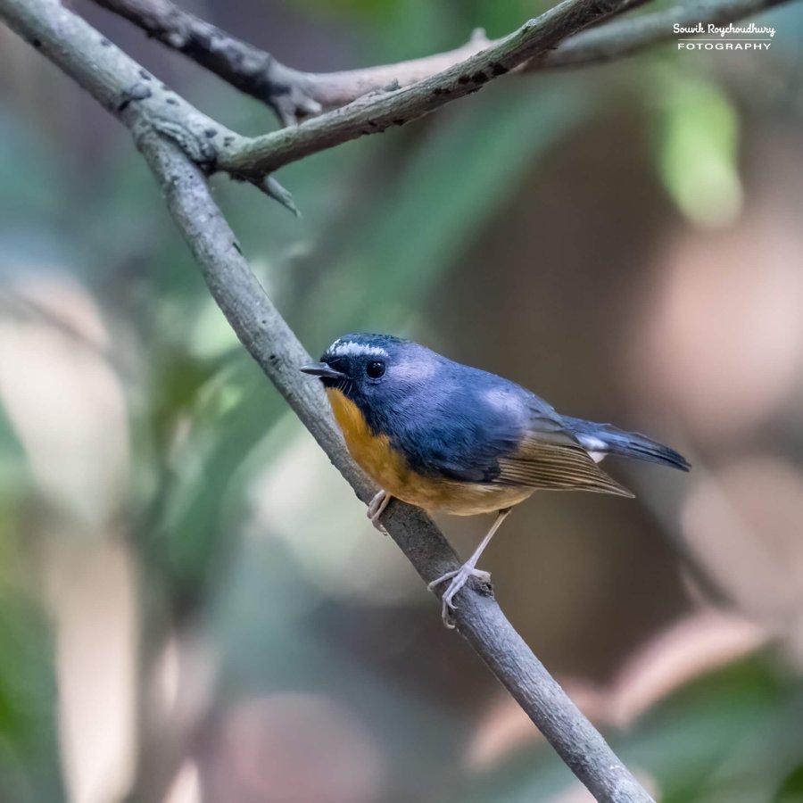20221119 - Kaladhungi Birds I - 1749-E