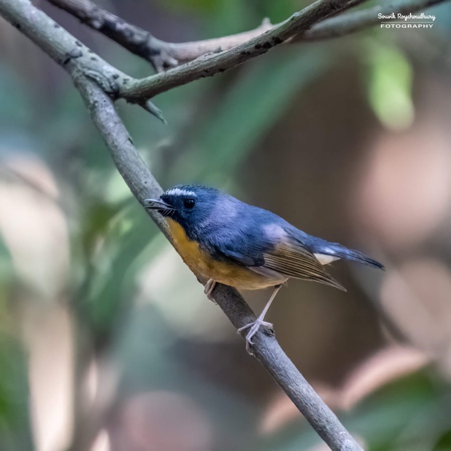 20221119 - Kaladhungi Birds I - 1758-E