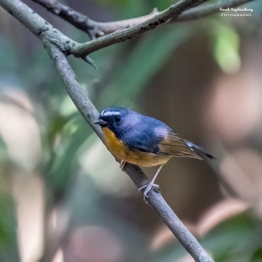 20221119 - Kaladhungi Birds I - 1790-E