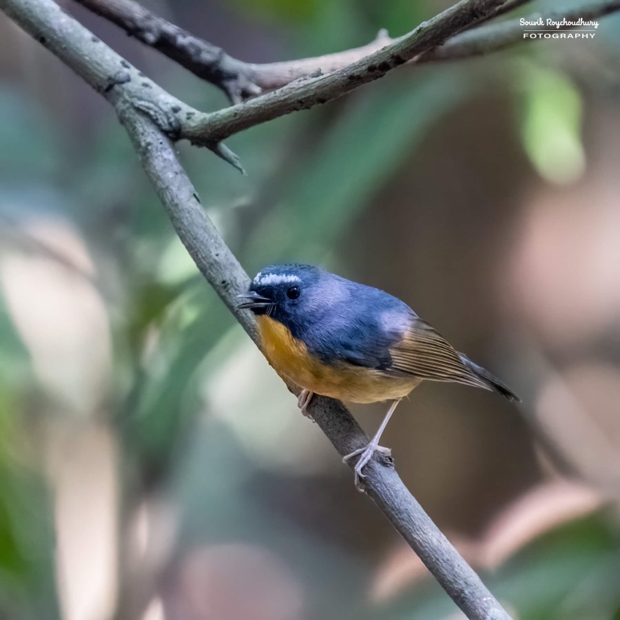 20221119 - Kaladhungi Birds I - 1812-E