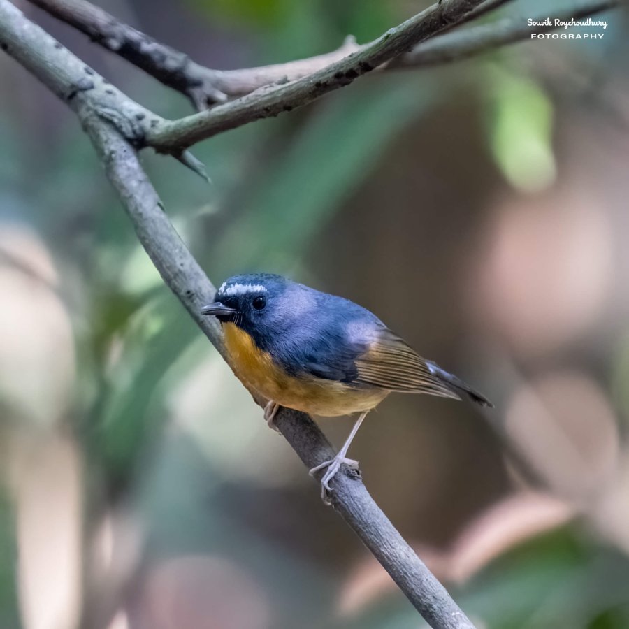 20221119 - Kaladhungi Birds I - 1818-E