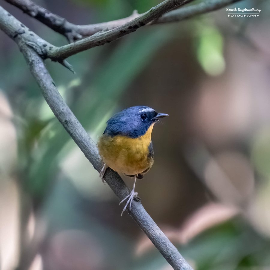 20221119 - Kaladhungi Birds I - 1821-E