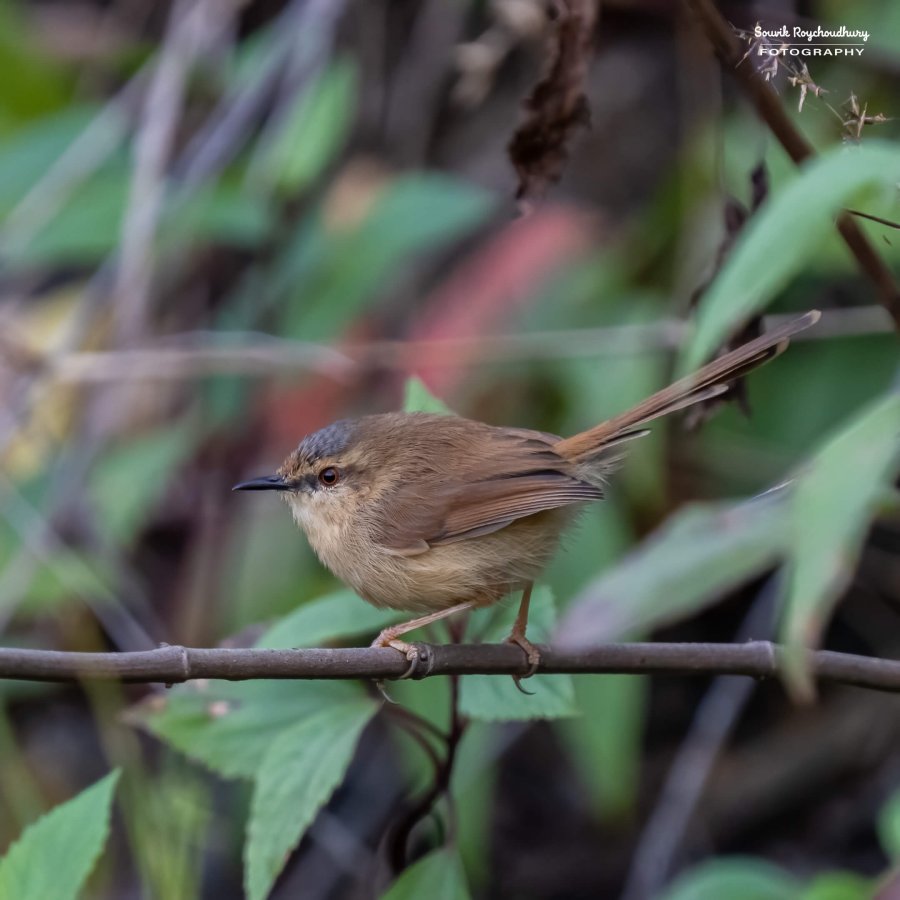 20221119 - Kaladhungi Birds I - 273-E-2