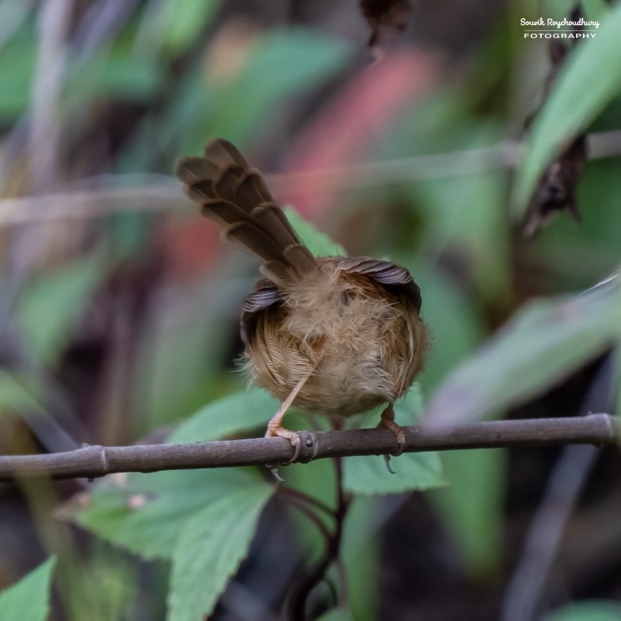 20221119 - Kaladhungi Birds I - 299-E